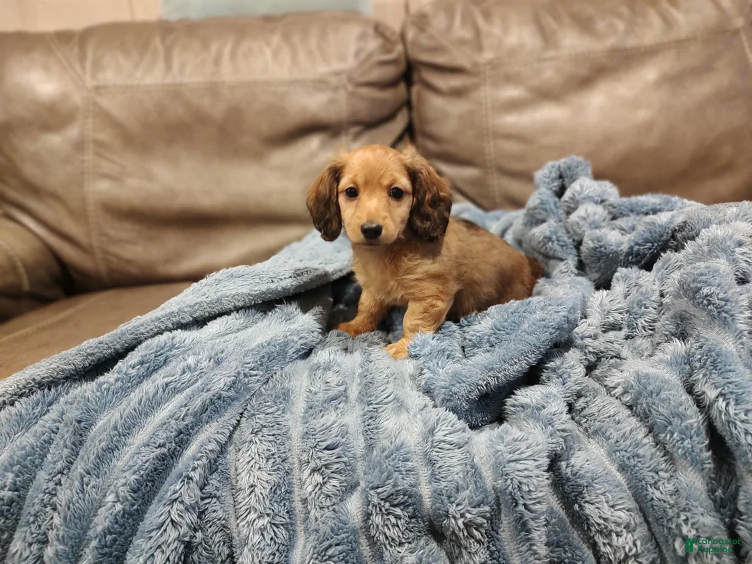 Miniature Dachshund dogs for sale: Sweetheart  - Ad 2