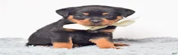 Rottweiler dogs for sale: Raven - Ad 3