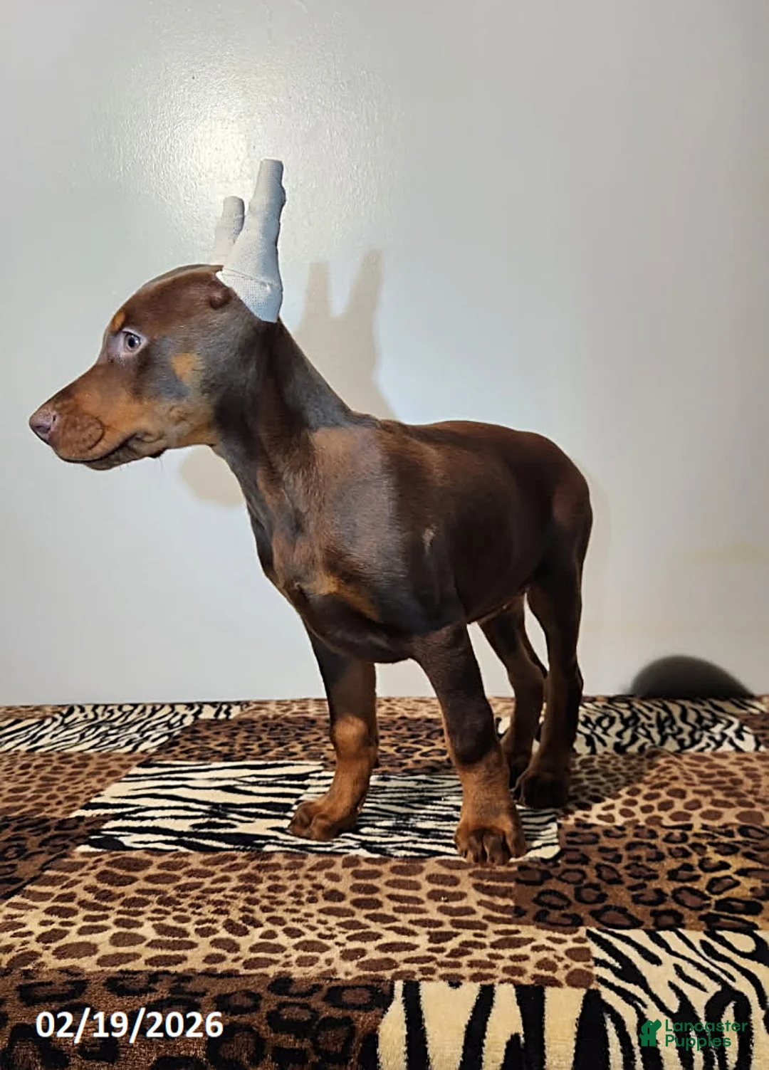Doberman Pinscher dogs for sale: Ramona - Ad 3