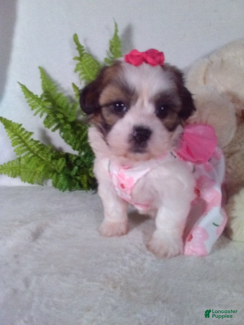 Teddy Bear dogs Claire - Ad 1