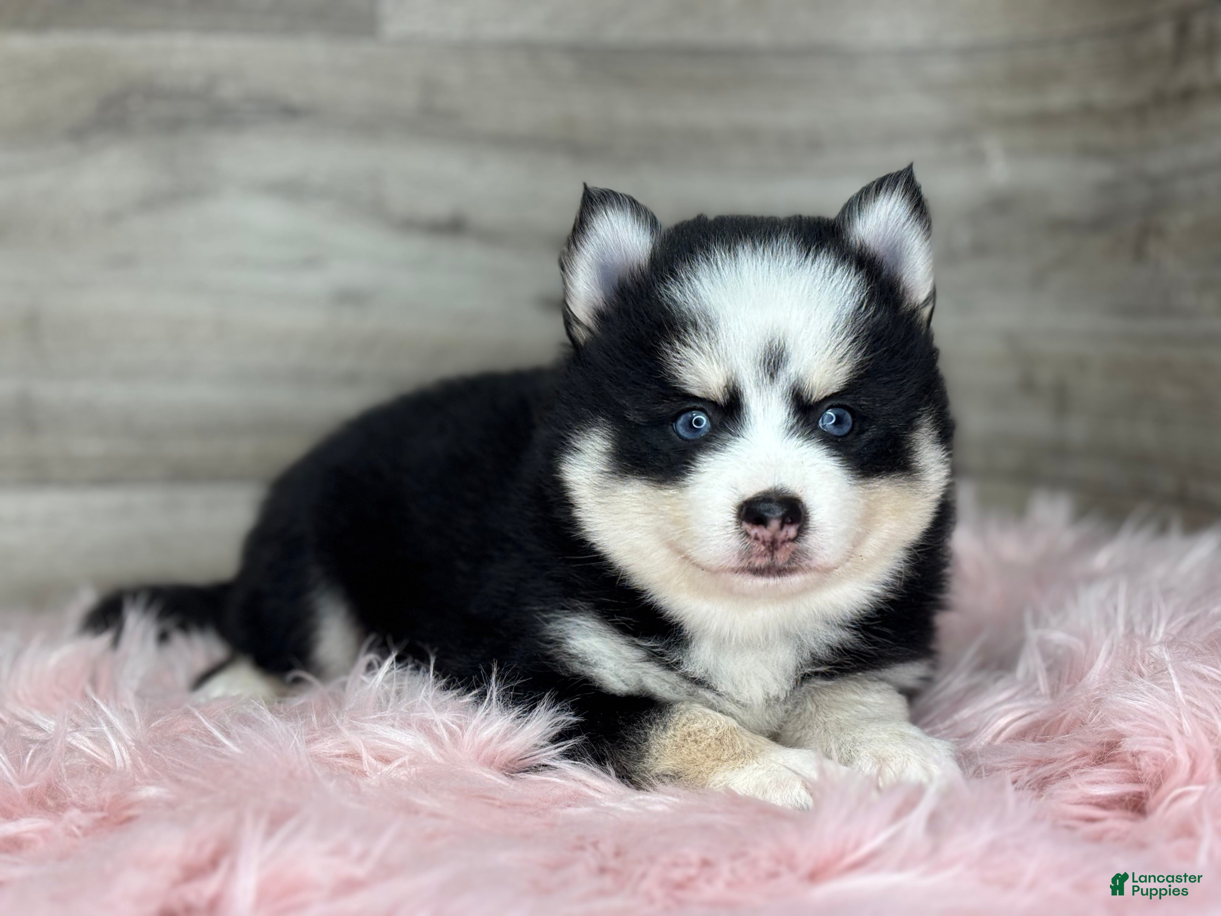 Pomsky dogs Asher - Ad 2