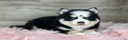 Pomsky dogs for sale: Asher - Ad 2