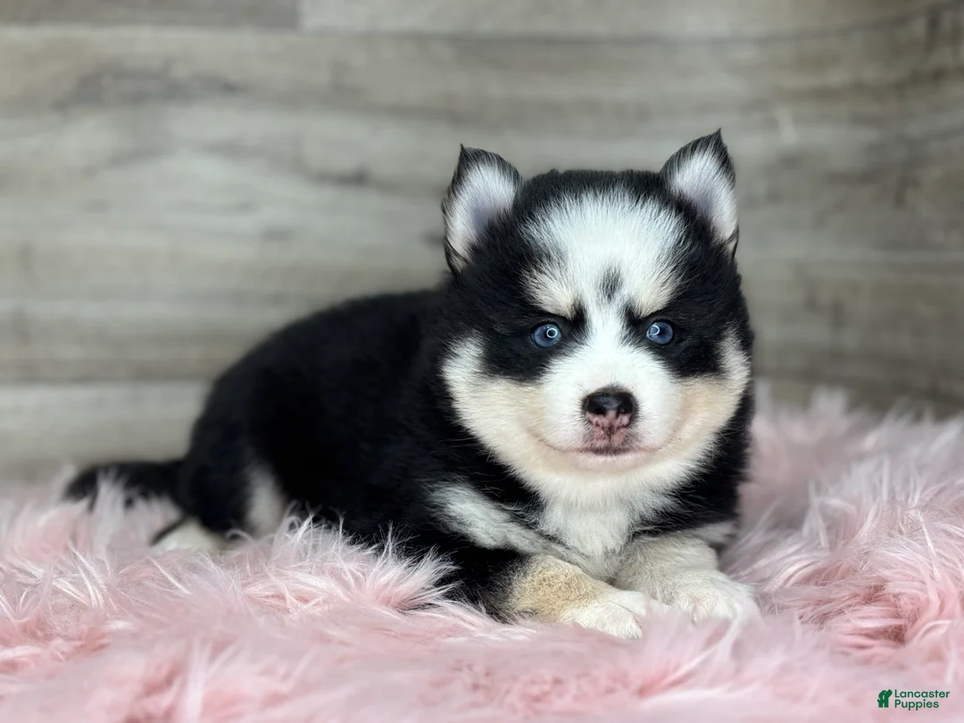 Pomsky dogs for sale: Asher - Ad 2