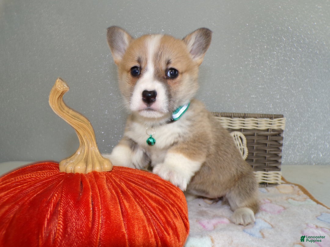 Welsh Corgi Pembroke dogs for sale: Welsh Corgi Pembroke Puppy 1 Rosie - Ad 2