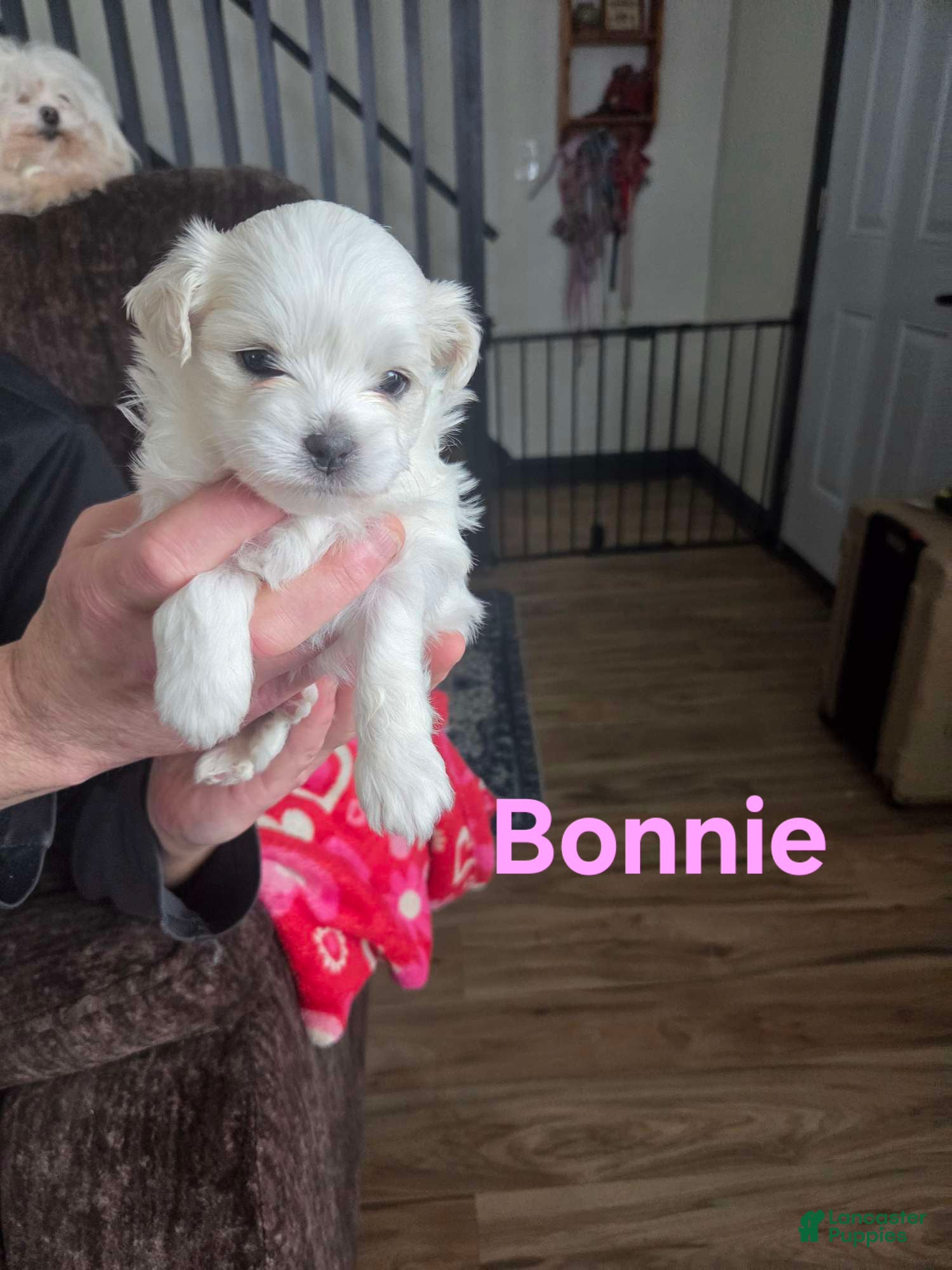 Shihpoo dogs Bonnie - Ad 18