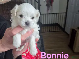 Shihpoo dogs Bonnie - Ad 18