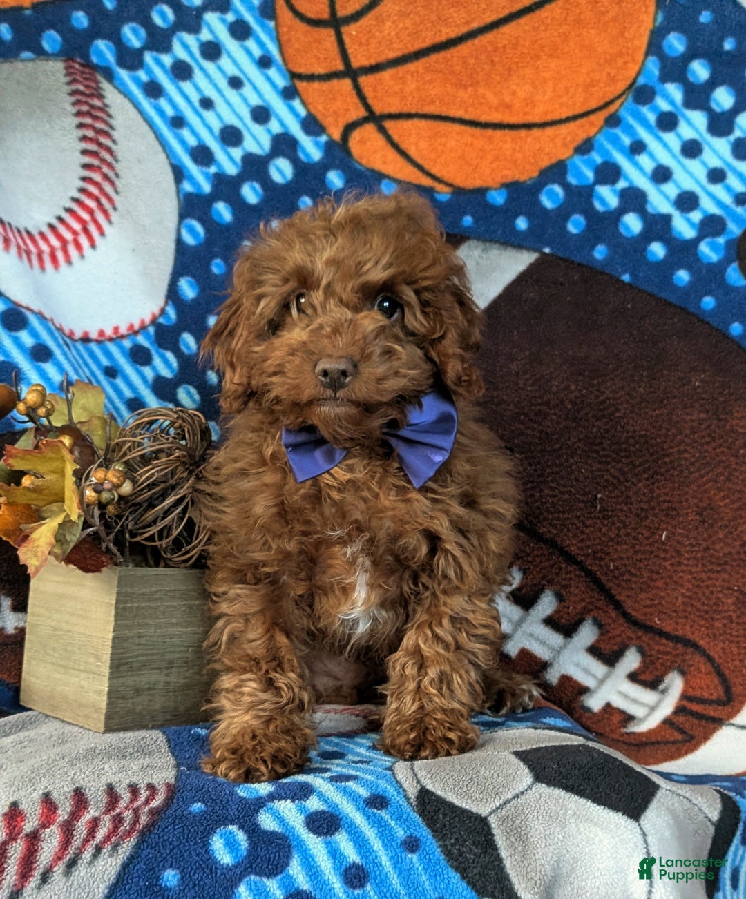 Cavapoo dogs for sale: Ozzie - Ad 5