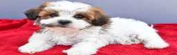 Teddy Bear dogs for sale: Tiffany - Ad 6