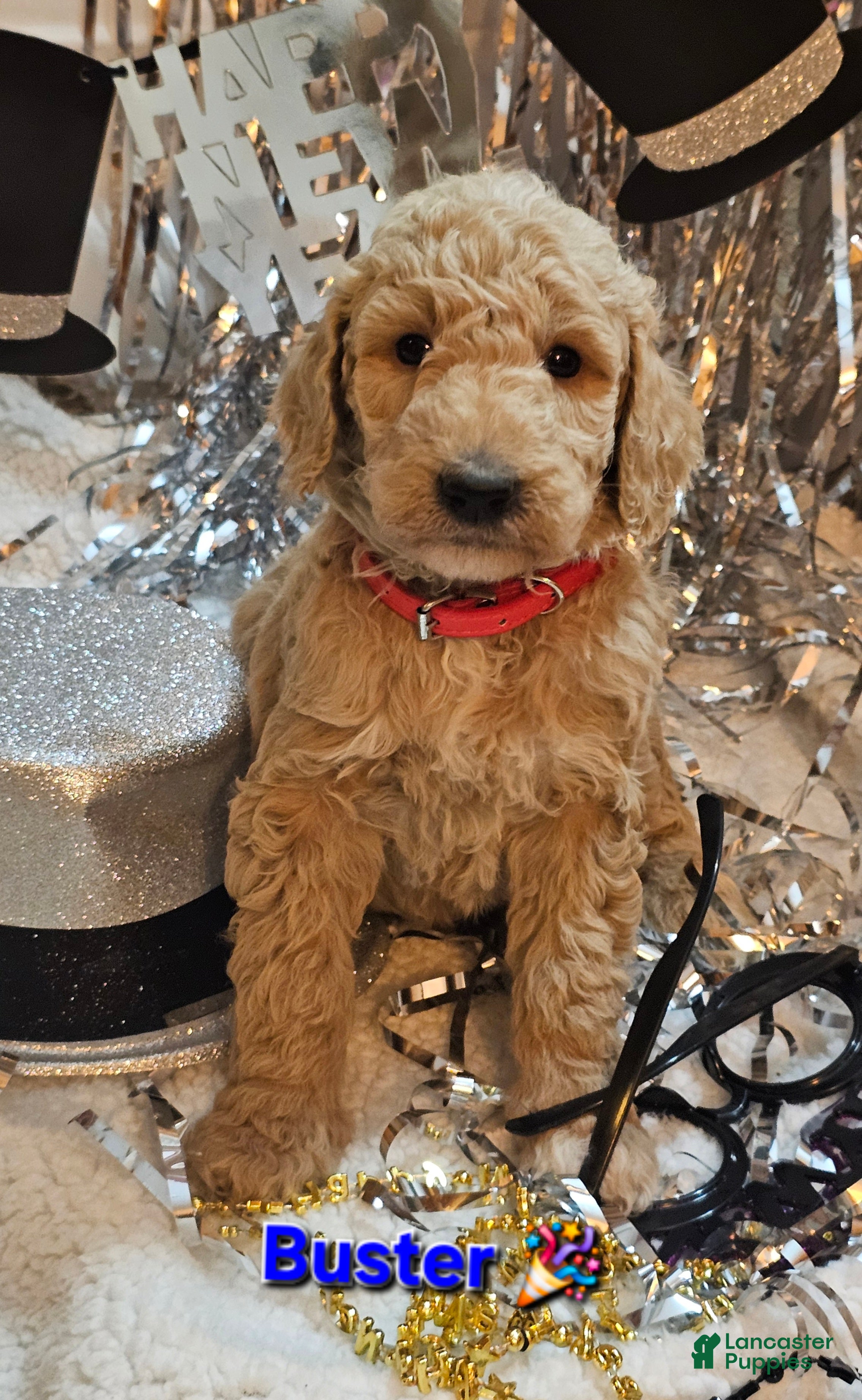 Goldendoodle dogs Buster  - Ad 17