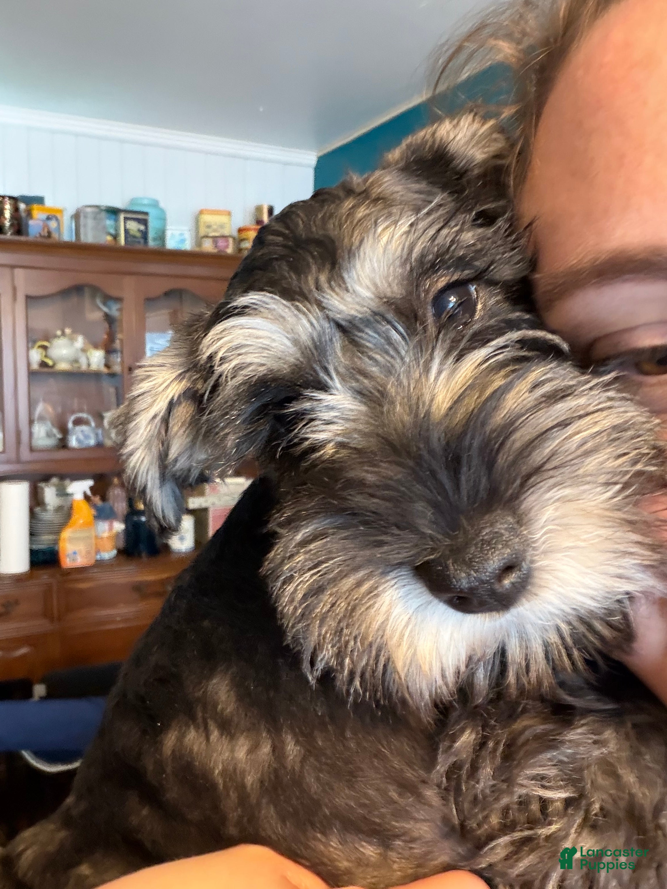 Miniature Schnauzer dogs "Piglet" - Ad 1