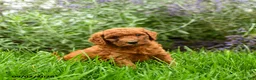 Miniature Poodle dogs for sale: Teddy - Ad 5