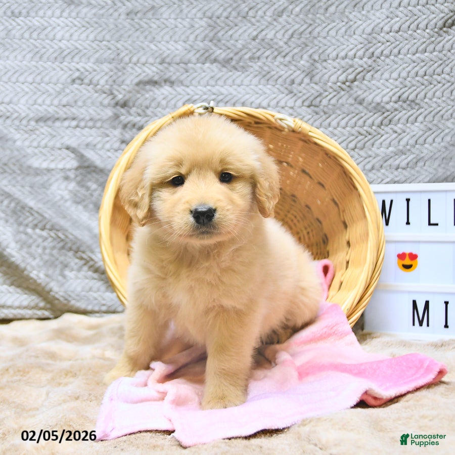 Golden Retriever dogs Lenny - Ad 2