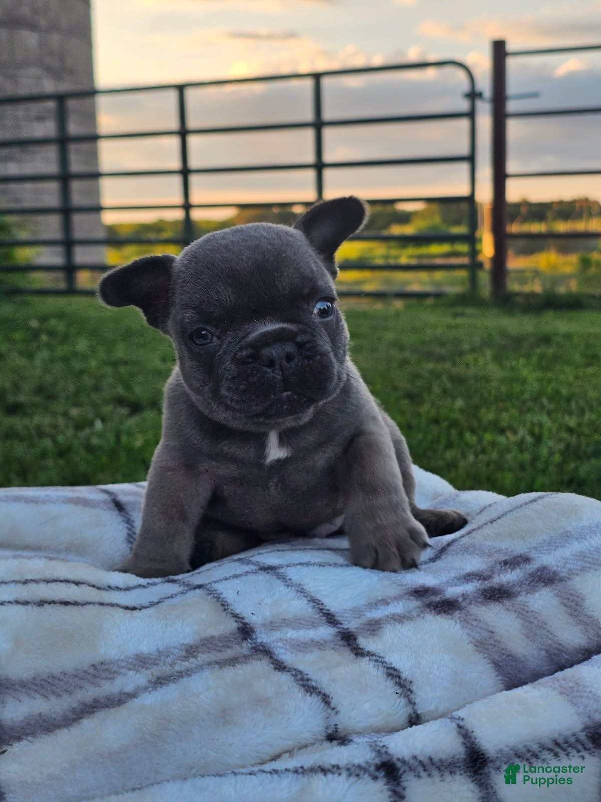 French Bulldog dogs Gator - Ad 27