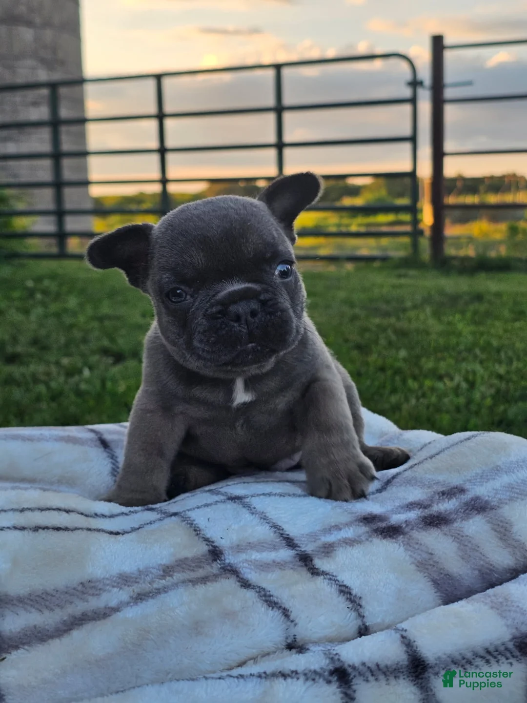 French Bulldog dogs for sale: Gator - Ad 1