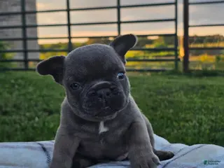 French Bulldog dogs Gator - Ad 27