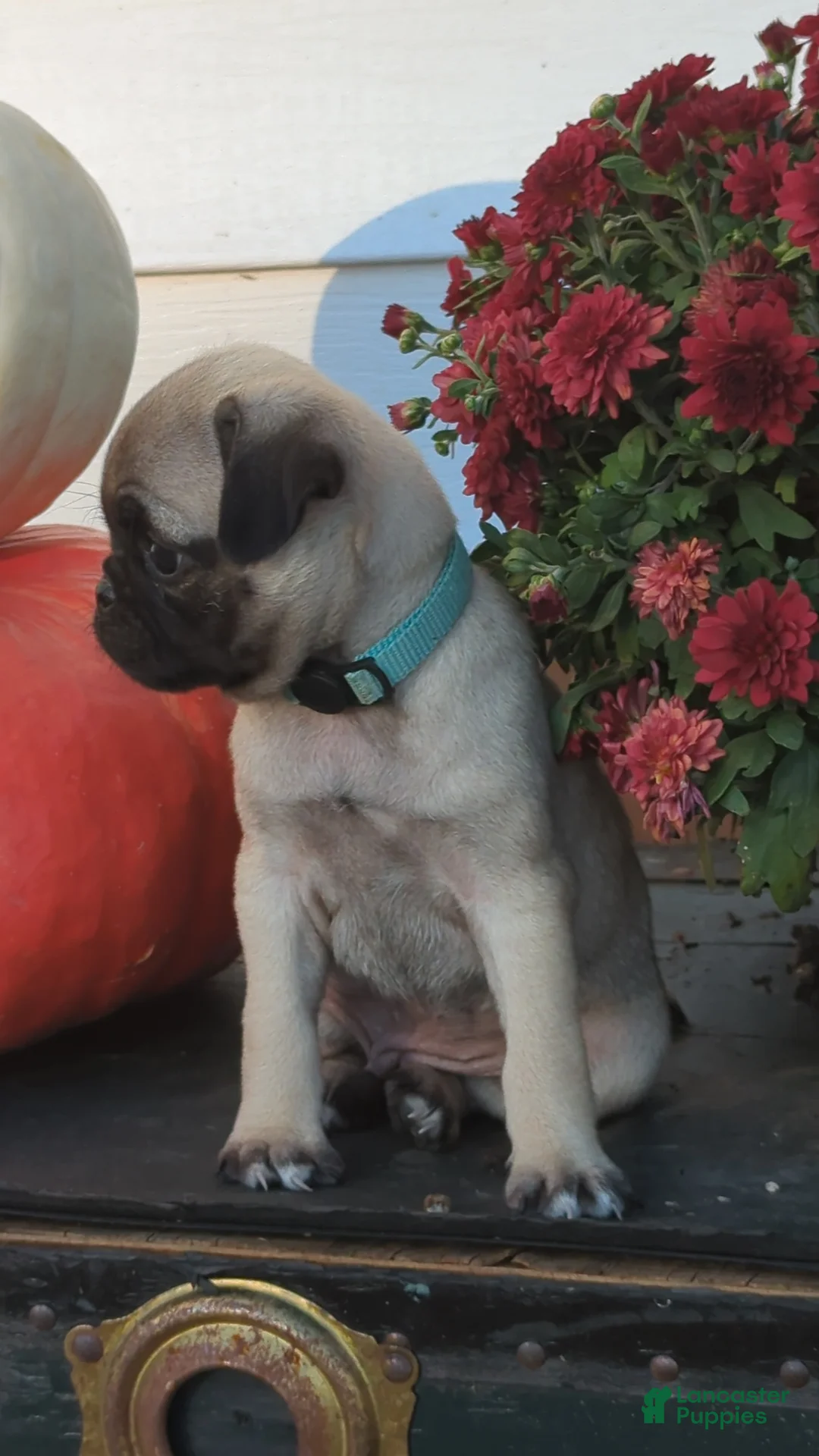 Pug dogs for sale: Dr. Pepper - Ad 2
