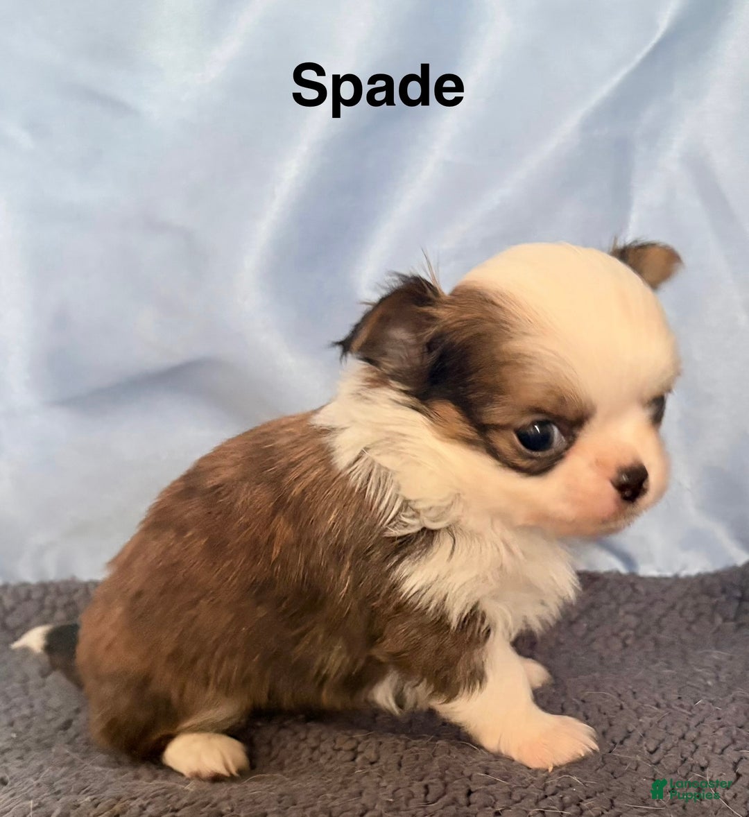 Chihuahua dogs for sale: Chihuahua Puppy 1 - Ad 2