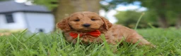 Mini Goldendoodle dogs for sale: Benji - Ad 6