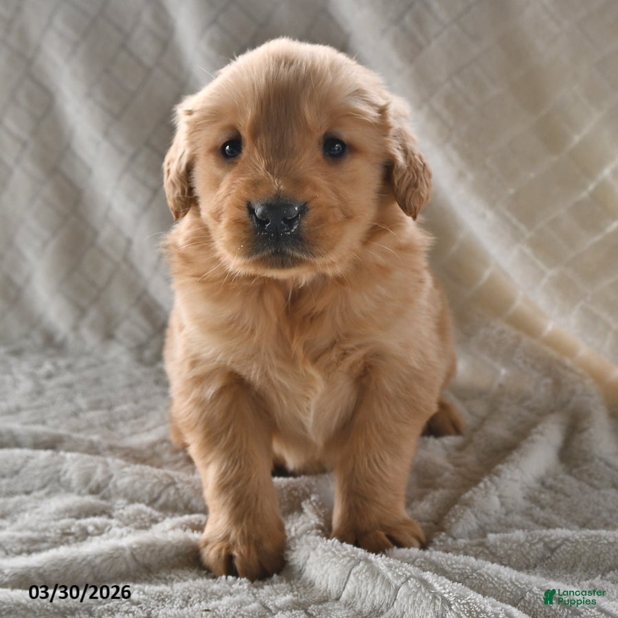 Golden Retriever dogs Buddy - Ad 1