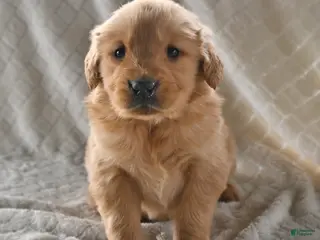 Golden Retriever dogs for sale: Buddy - Ad 4