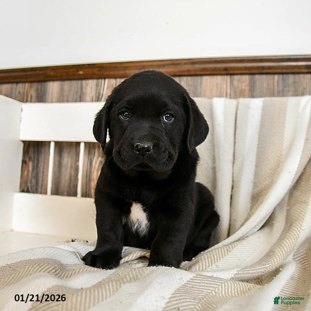 Labrador Retriever dogs for sale: Cream Puff - Ad 4