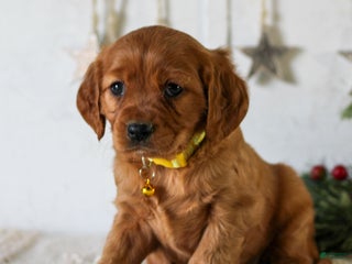Miniature Golden Retriever dogs Dottie - Ad 18