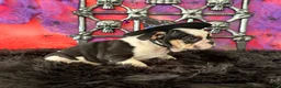 English Bulldog dogs for sale: Frida - Ad 4