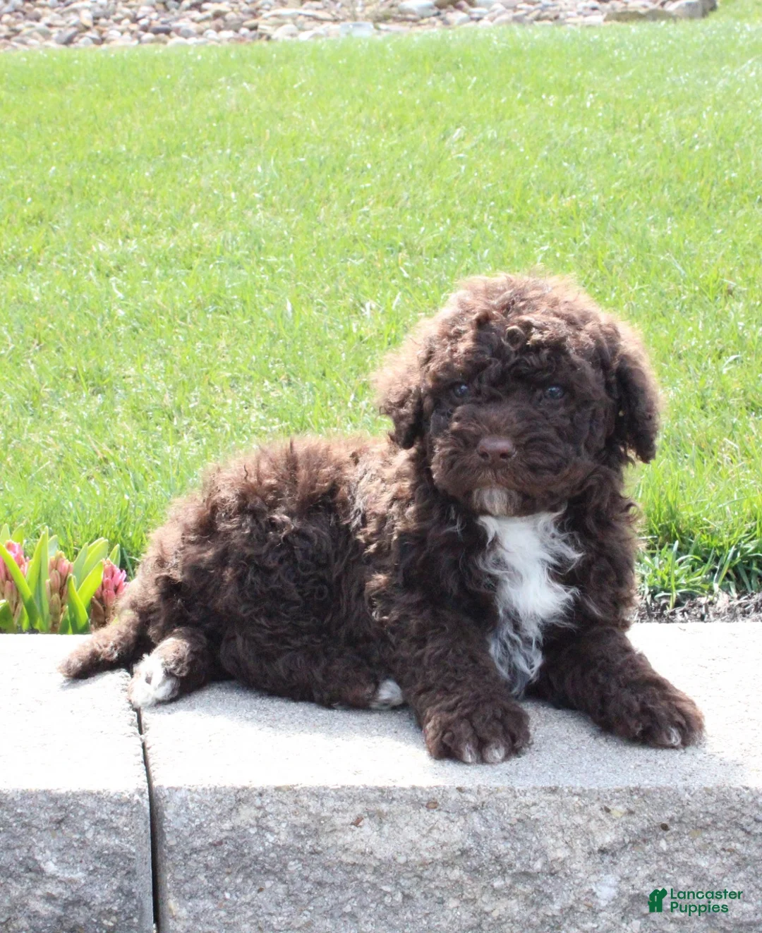 Portuguese Water Dog dogs for sale: Fargo - Ad 2
