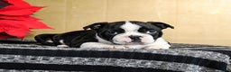 Boston Terrier dogs for sale: Domino - Ad 3