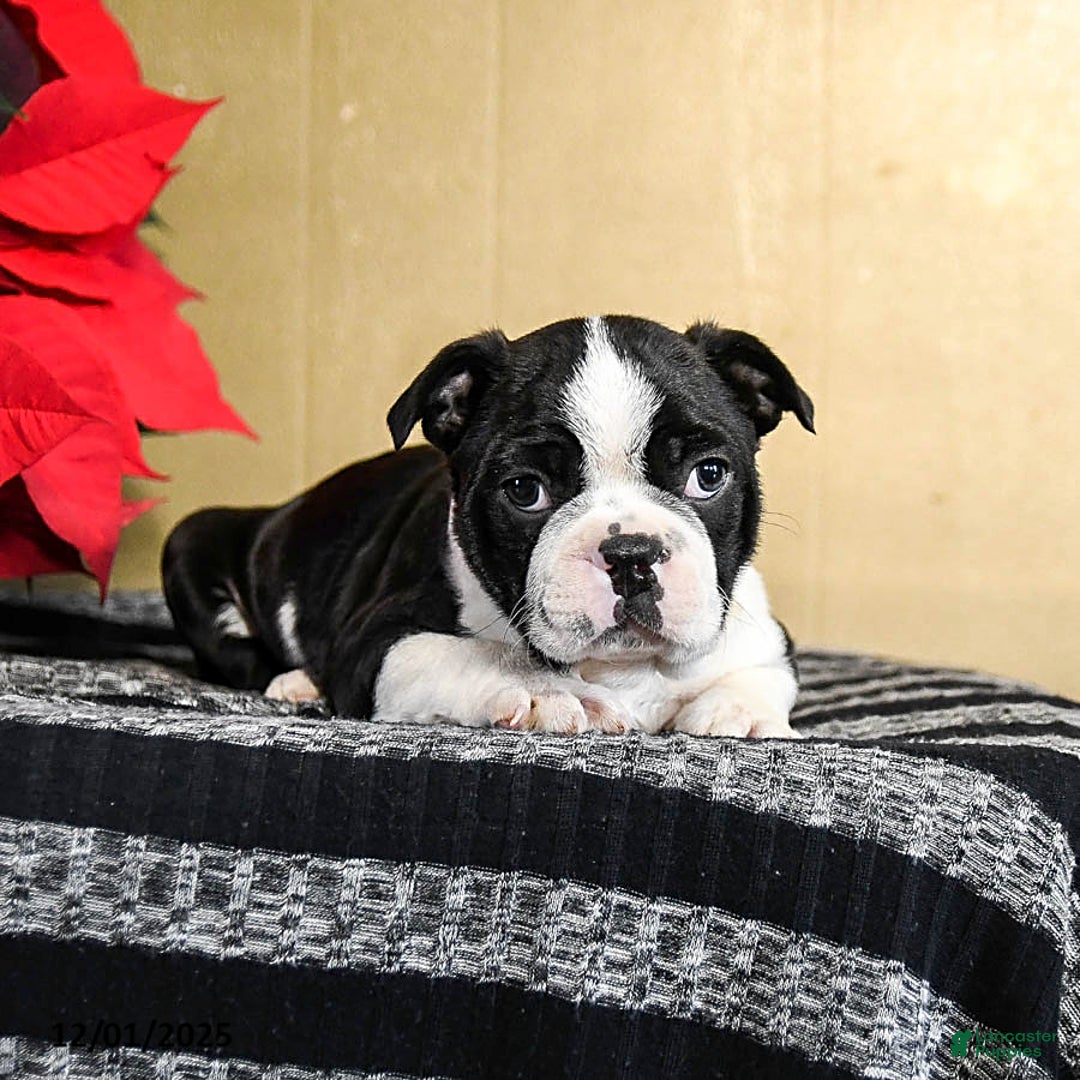 Boston Terrier dogs for sale: Domino - Ad 3