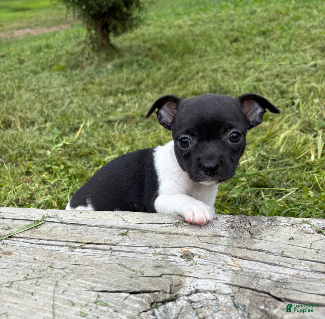 Chihuahua dogs for sale: Chelsea - Ad 2