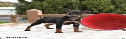 Miniature Pinscher dogs for sale: Twix - Ad 3