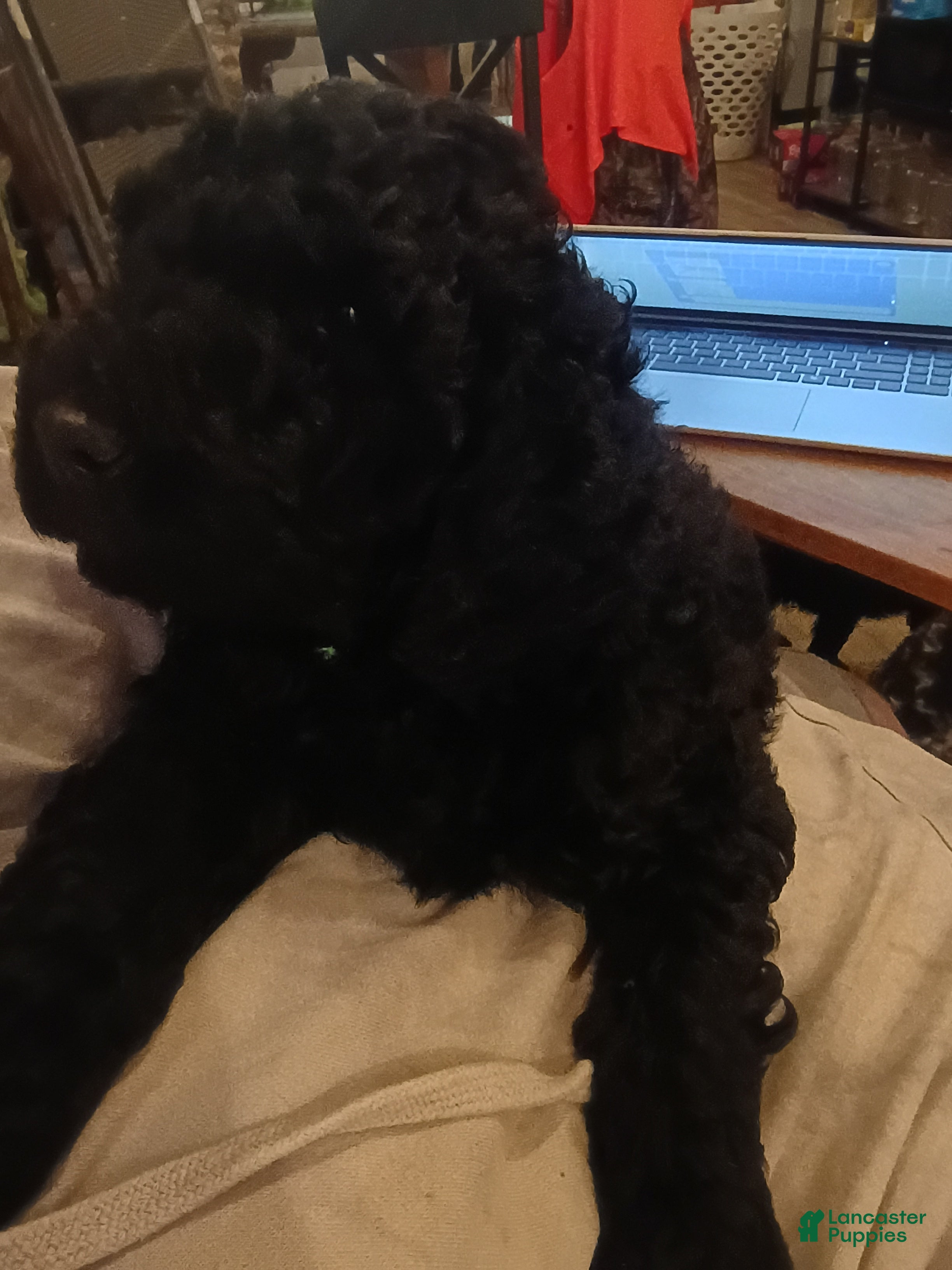 Mixed Breed dogs Mixed Breed Puppy 3 - Ad 17