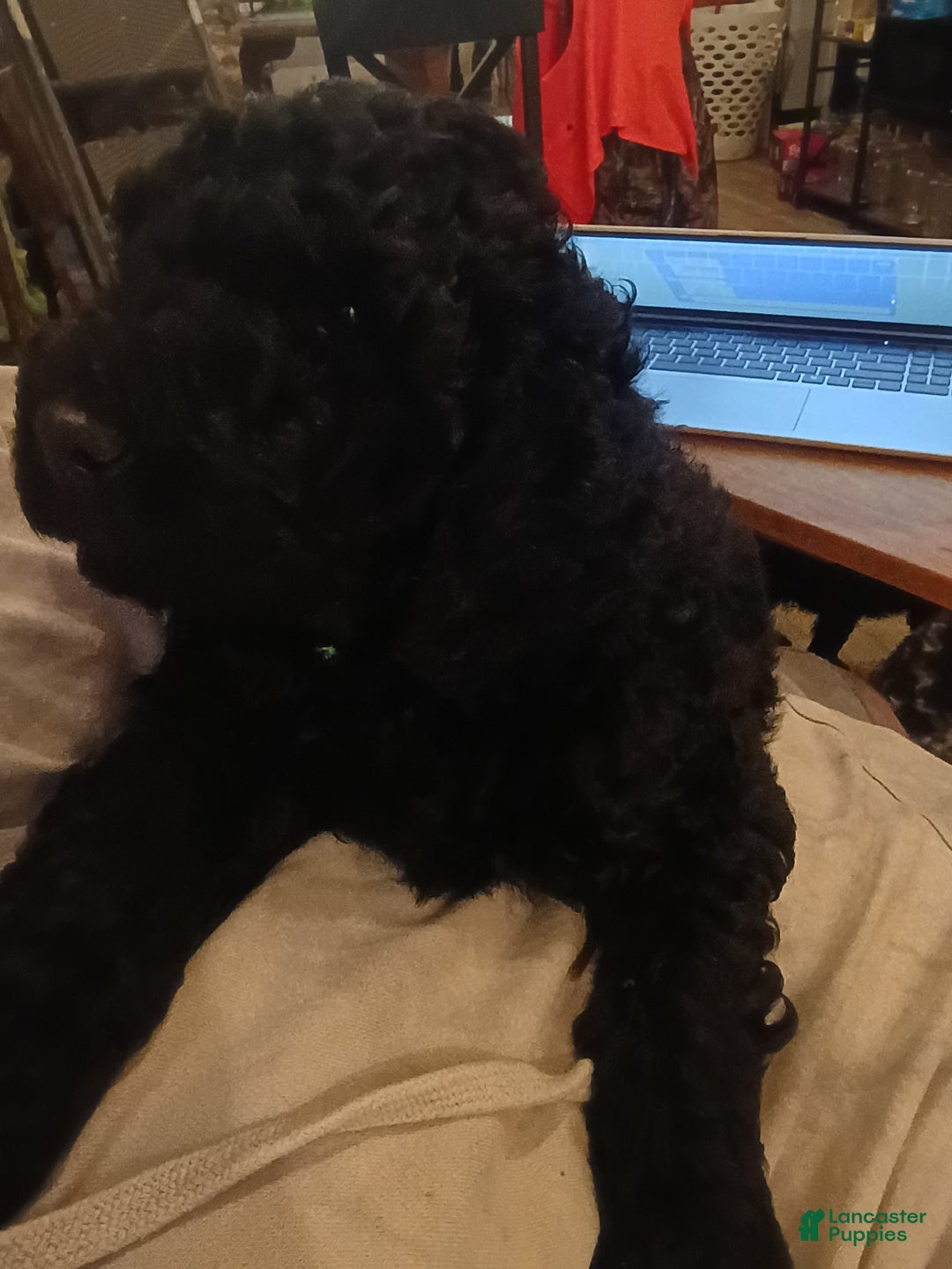 Mixed Breed dogs for sale: Mixed Breed Puppy 3 - Ad 1