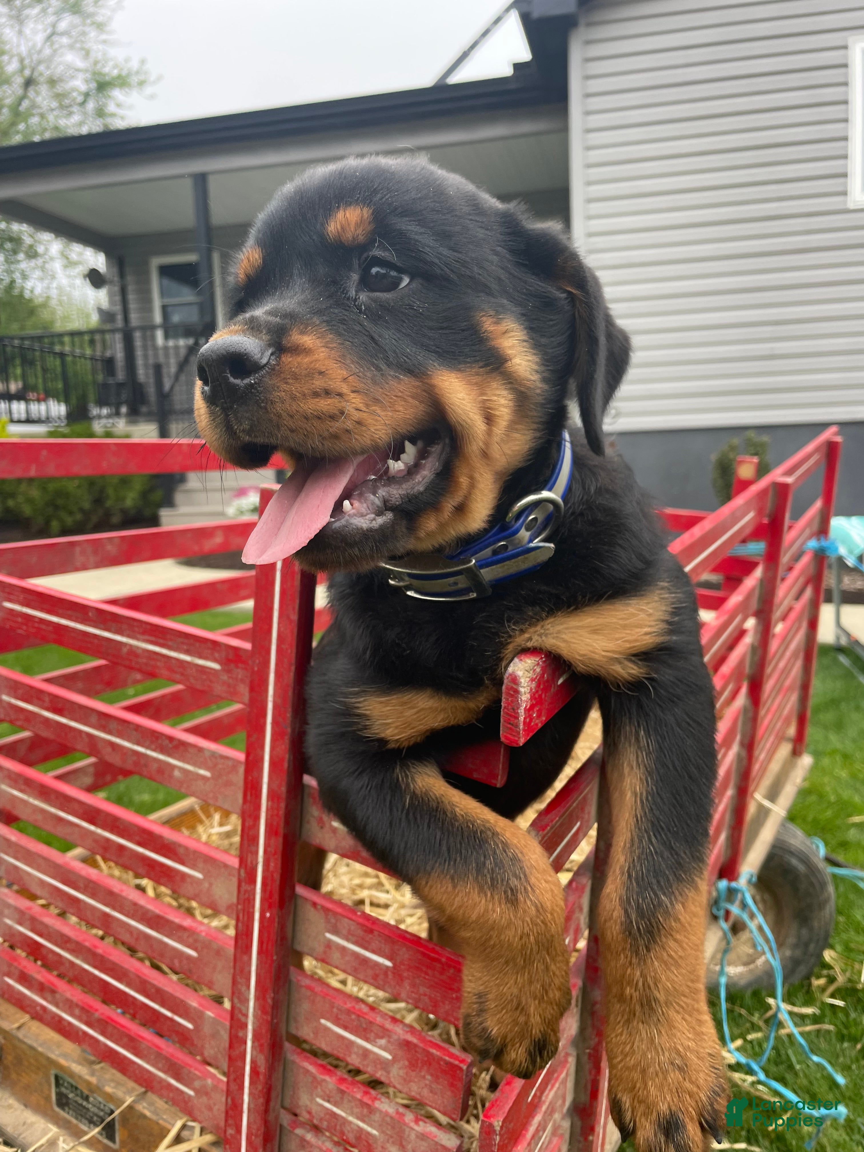Rottweiler dogs Roxy - Ad 6