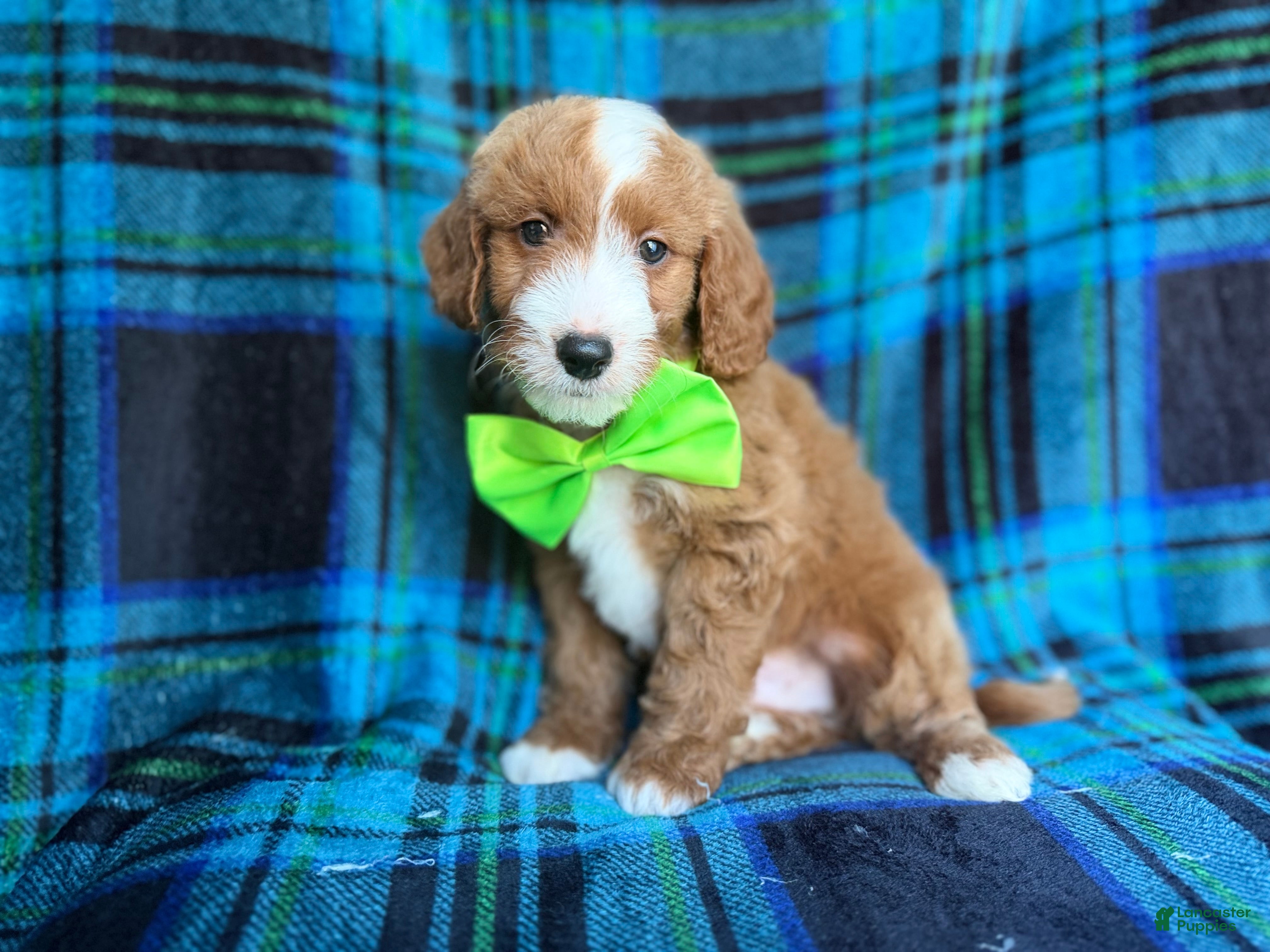 Cavapoo dogs Flame - Ad 4