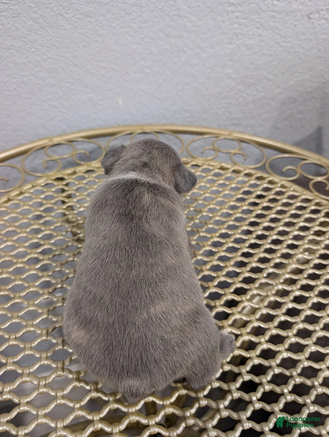 French Bulldog dogs for sale: French Bulldog boy #4 - Ad 2
