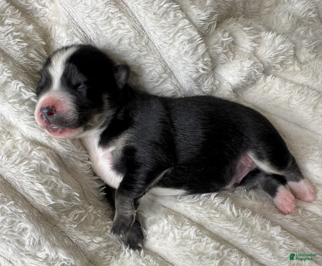 Pomsky dogs for sale: Male - Ad 2