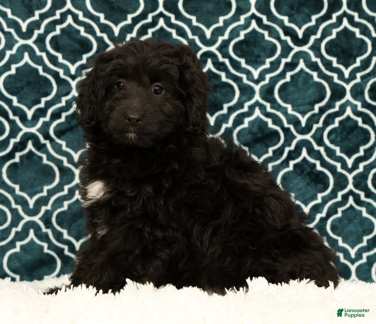 Mini Aussiedoodle dogs Molly - Ad 2