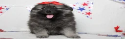 Keeshond dogs for sale: Anna - Ad 7