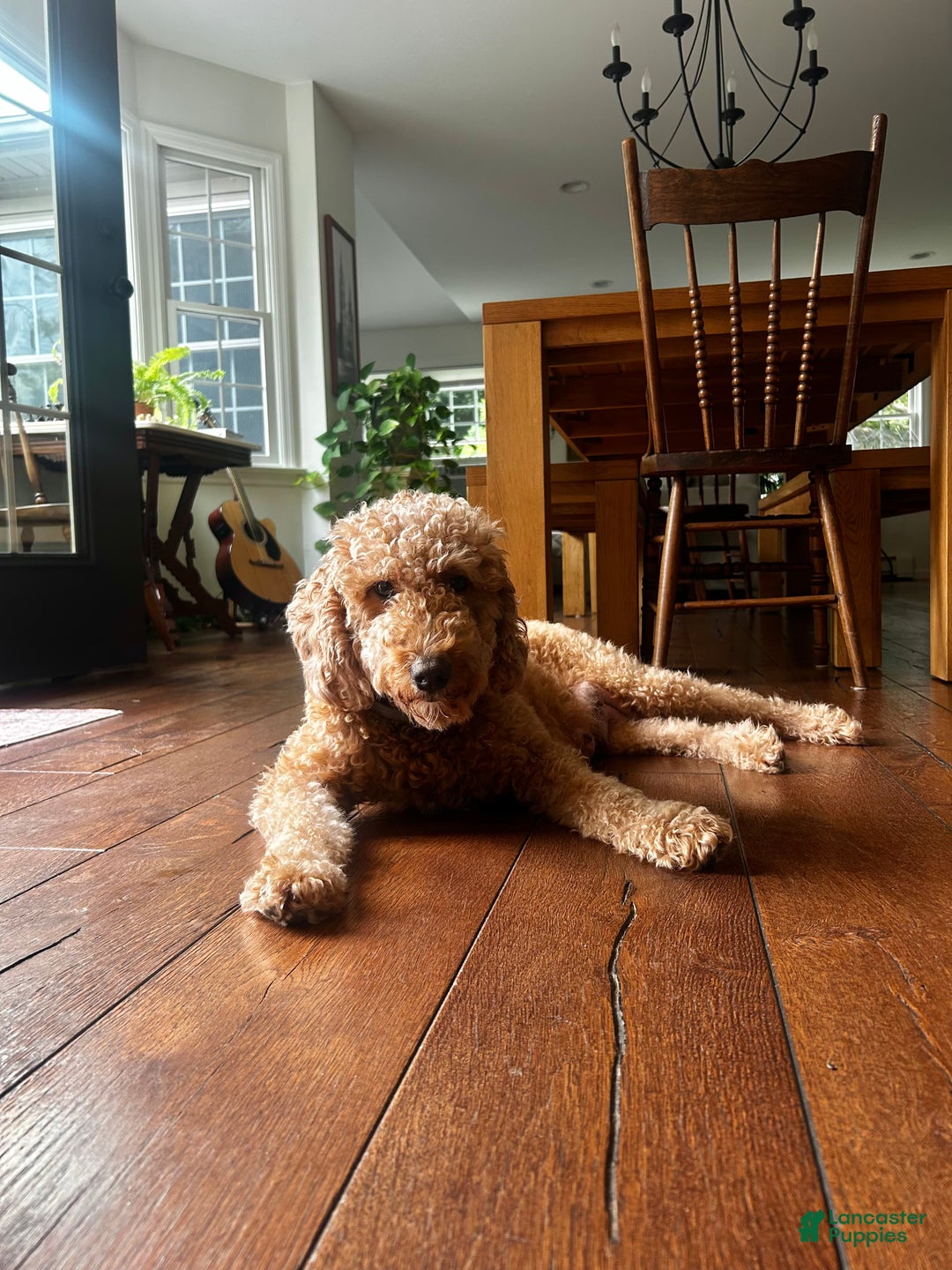 Mini Goldendoodle dogs for sale: April  - Ad 2