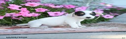 Jack Russell Terrier dogs for sale: Winona - Ad 3