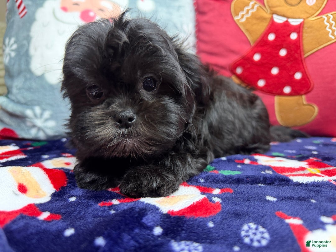 Malshi dogs for sale: Daiyu - Ad 13