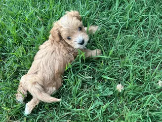 Maltipoo dogs Maltipoo 1 - Ad 5