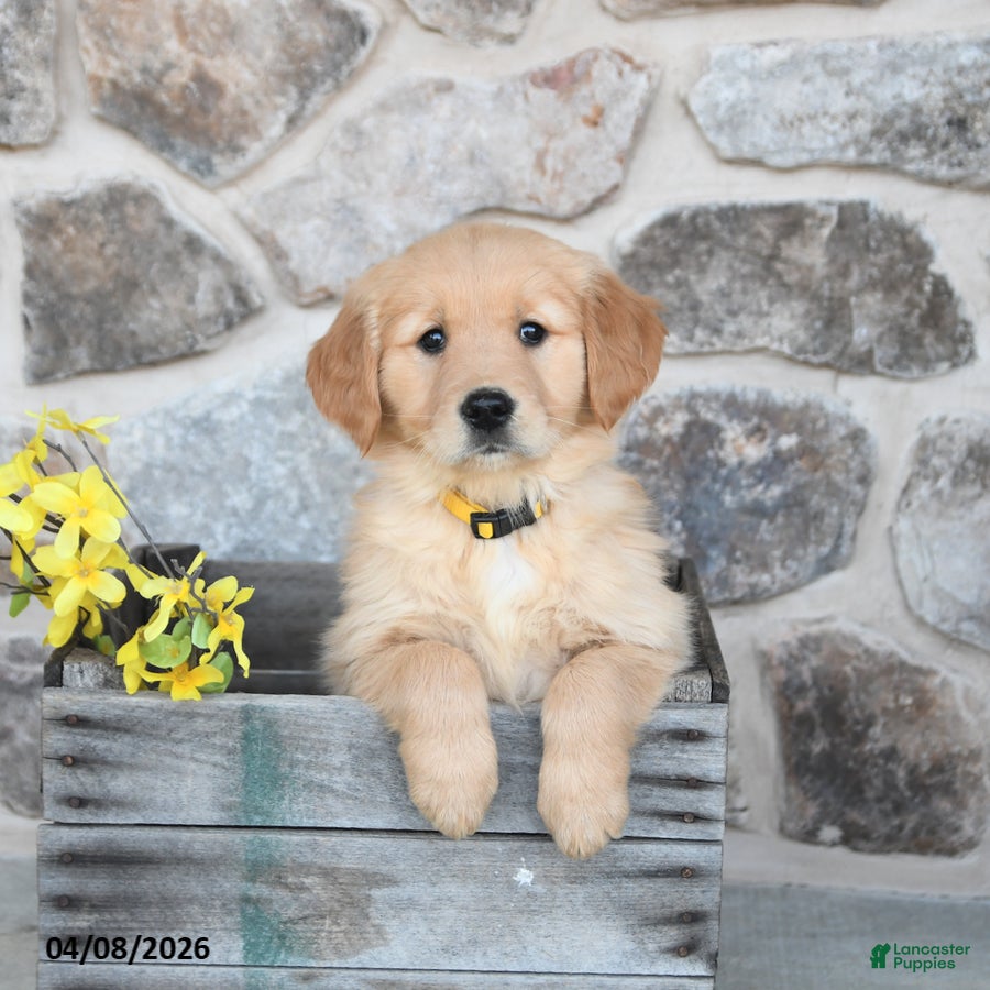 Golden Retriever dogs Dixie - Ad 2