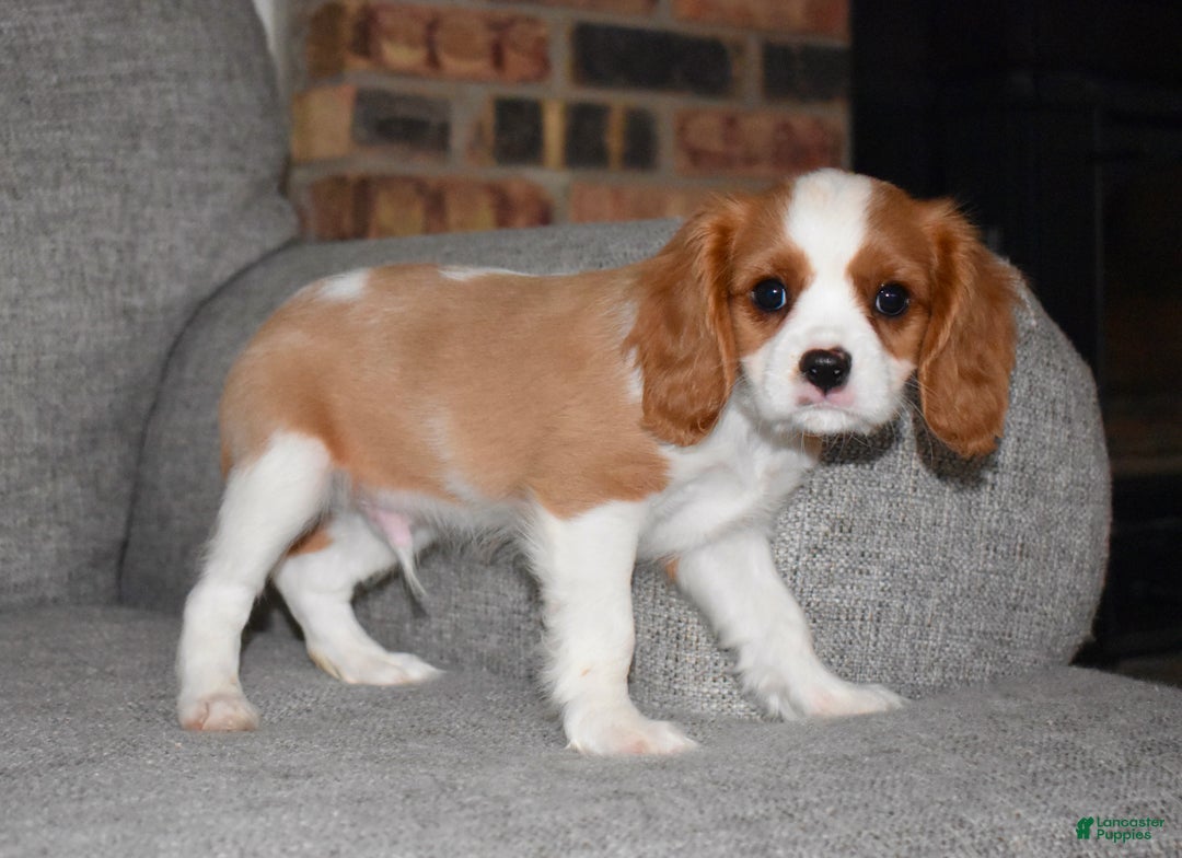 Cavalier King Charles Spaniel dogs for sale: Myles - Ad 4