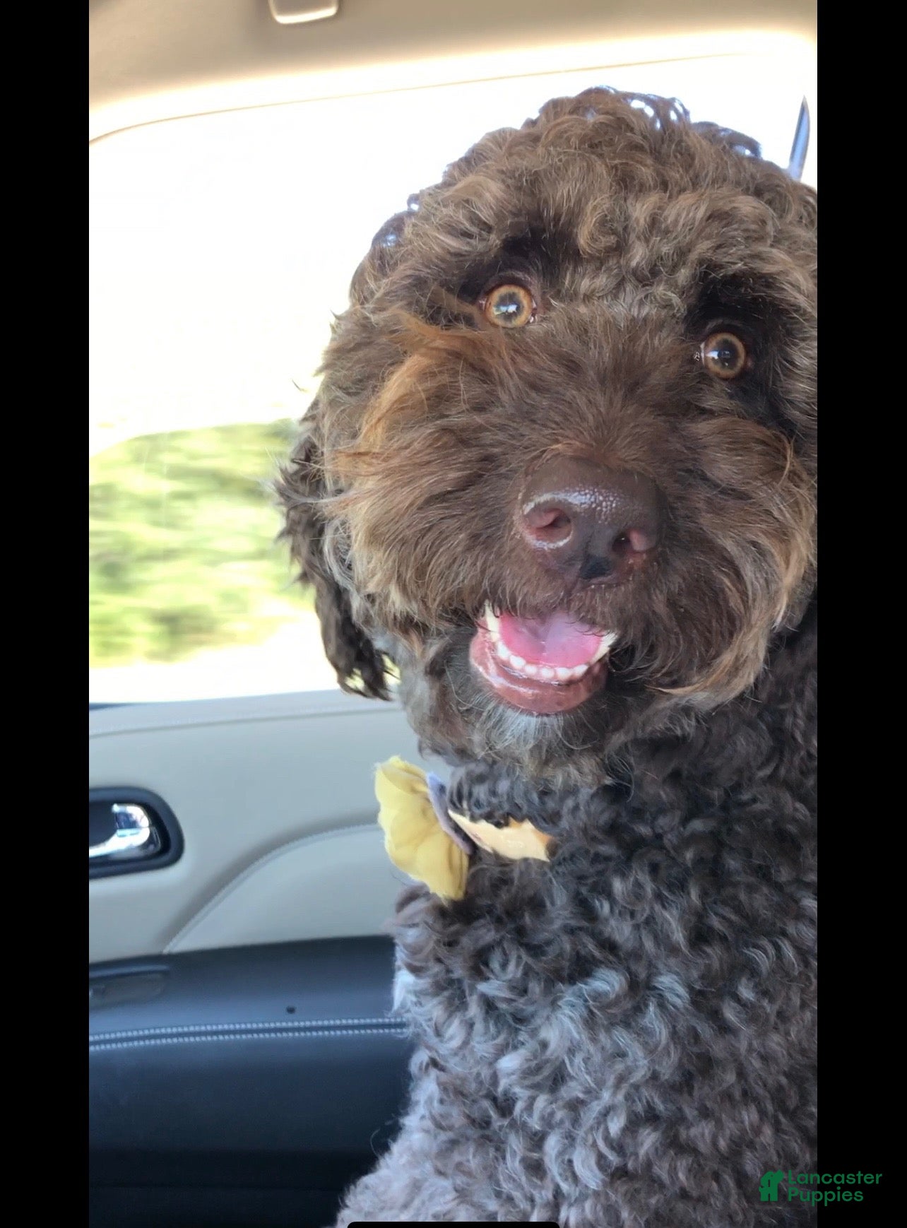 Labradoodle dogs MIka - Ad 2