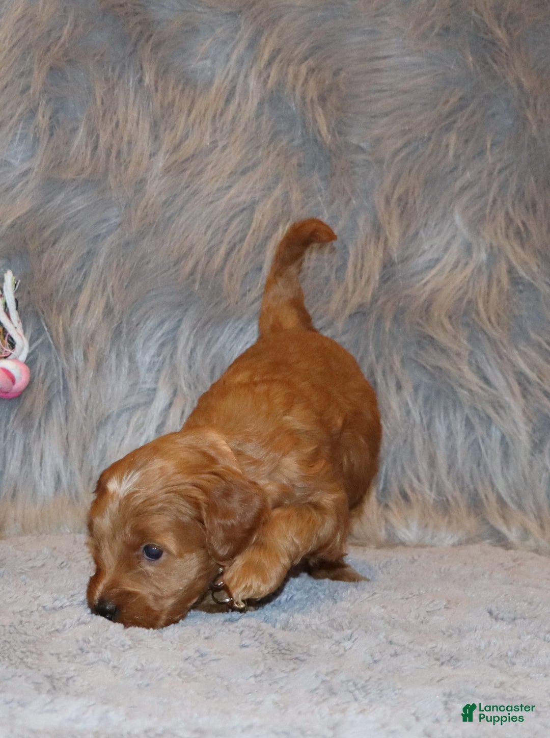 Mini Goldendoodle dogs for sale: Whitney 🌷👨‍👨‍👧‍👦💞🐕 - Ad 22