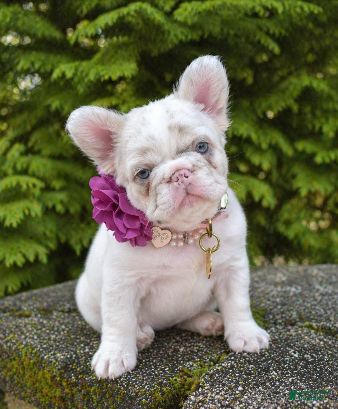French Bulldog dogs for sale: Willow - Ad 2