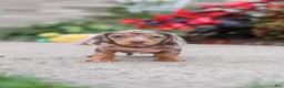 Miniature Dachshund dogs for sale: Ivy - Ad 5